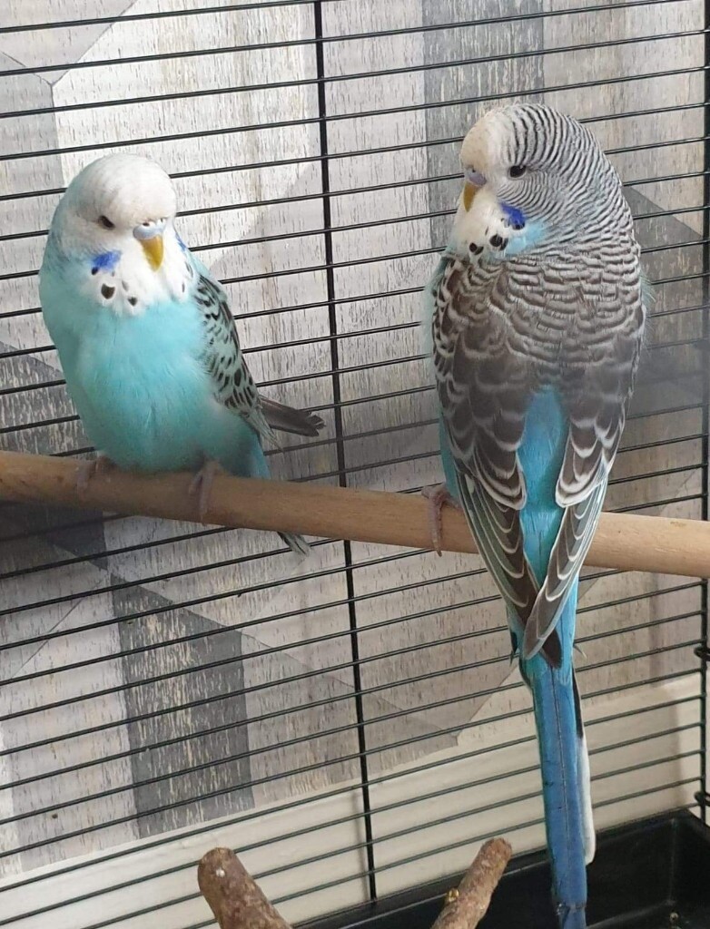 budgie cages gumtree